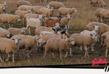 تست قدرت دید با گرگ میان گوسفندها
