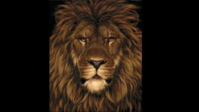 آزمون تصویری موش مخفی شده