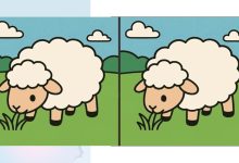 تست تمرکز با گوسفند مرتع