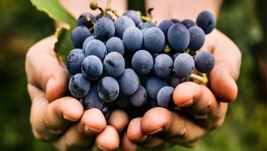 فواید انگور سیاه برای سلامت بدن-1